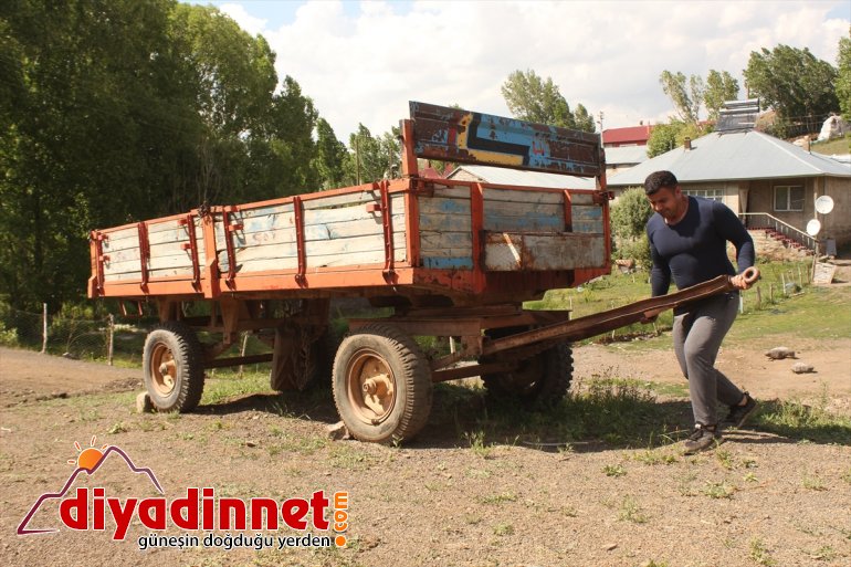 Tırpanla ot biçip taş kaldırarak halter şampiyonalarına hazırlanıyor - AĞRI 11