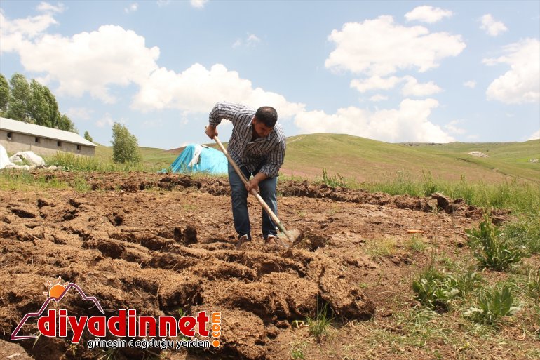 Tırpanla ot biçip taş kaldırarak halter şampiyonalarına hazırlanıyor - AĞRI 3