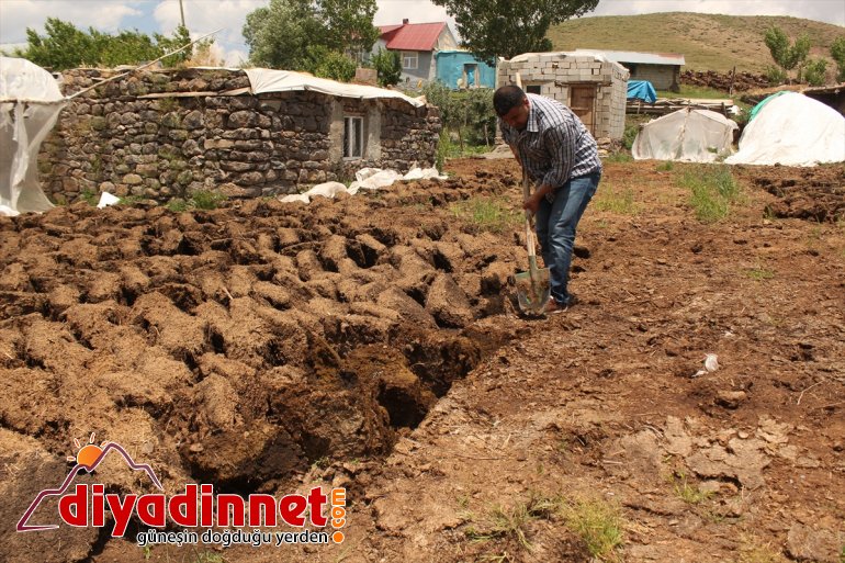 Tırpanla ot biçip taş kaldırarak halter şampiyonalarına hazırlanıyor - AĞRI 4