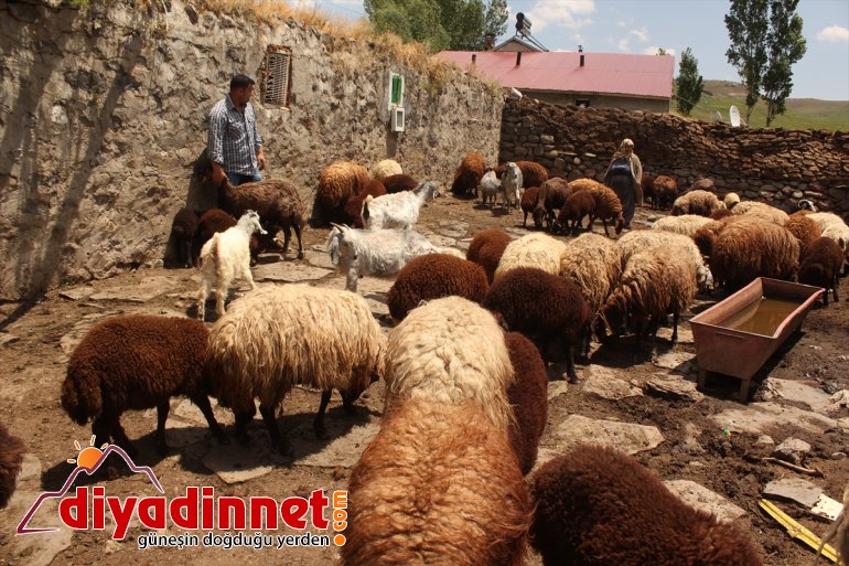 Tırpanla ot biçip taş kaldırarak halter şampiyonalarına hazırlanıyor - AĞRI 5