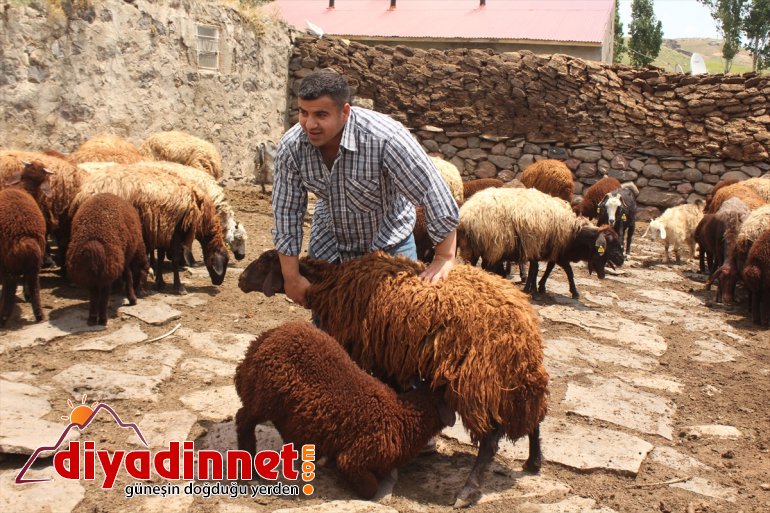 Tırpanla ot biçip taş kaldırarak halter şampiyonalarına hazırlanıyor - AĞRI 6