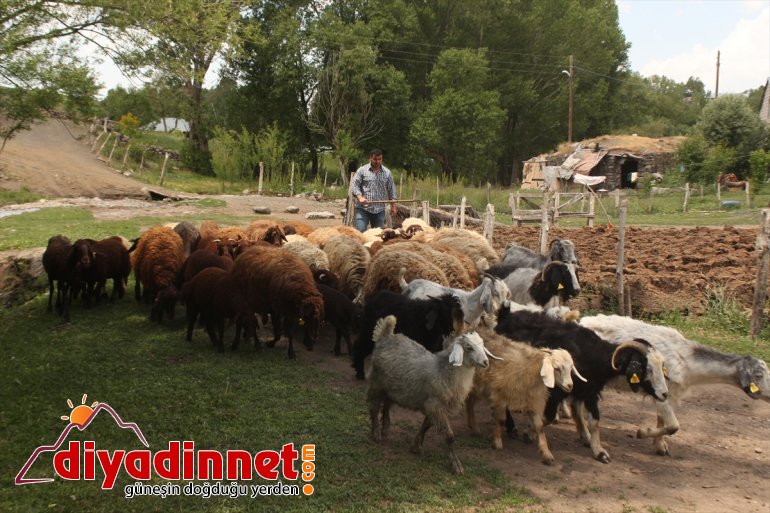 Tırpanla ot biçip taş kaldırarak halter şampiyonalarına hazırlanıyor - AĞRI 7