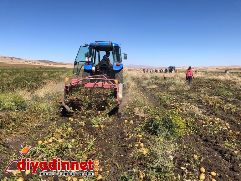 Ağrı'da patates hasadı başladı