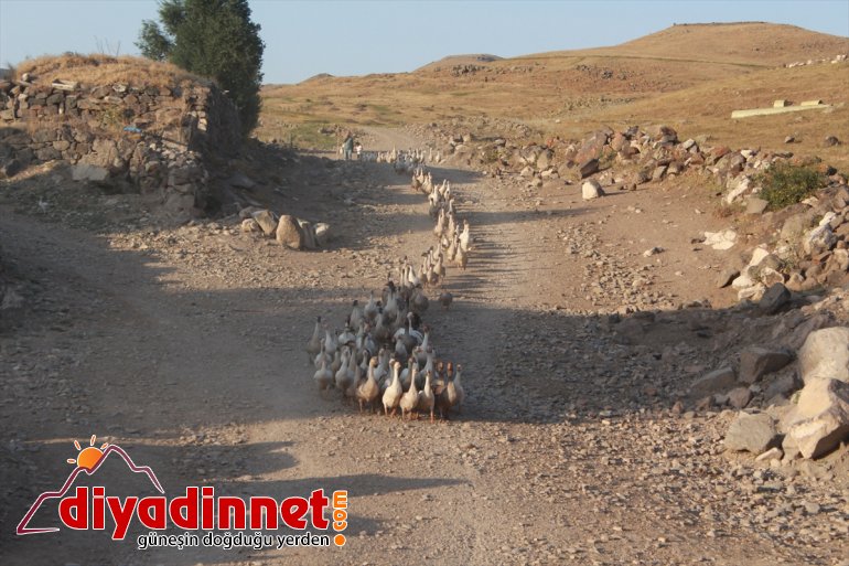 Emekli öğretmen kaz çiftliği kurdu1