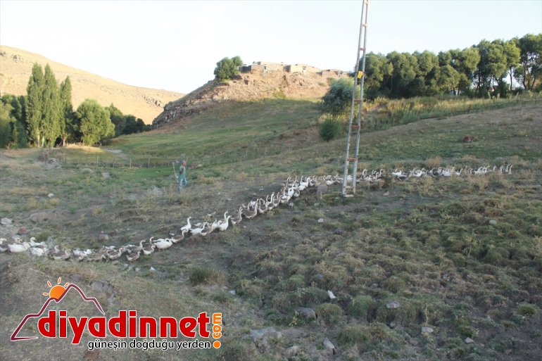 Emekli öğretmen kaz çiftliği kurdu2