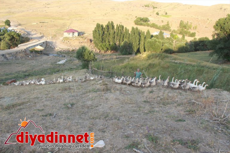 Emekli öğretmen kaz çiftliği kurdu3