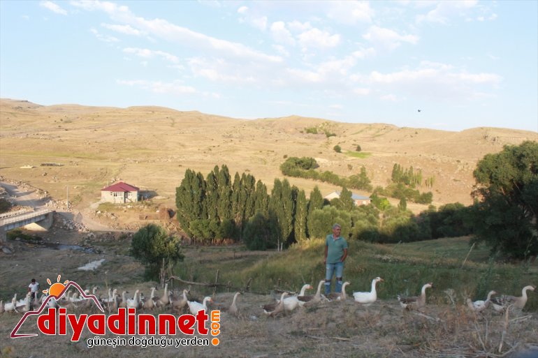 Emekli öğretmen kaz çiftliği kurdu4