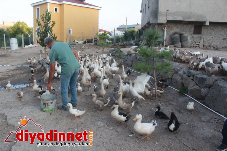 Emekli öğretmen kaz çiftliği kurdu