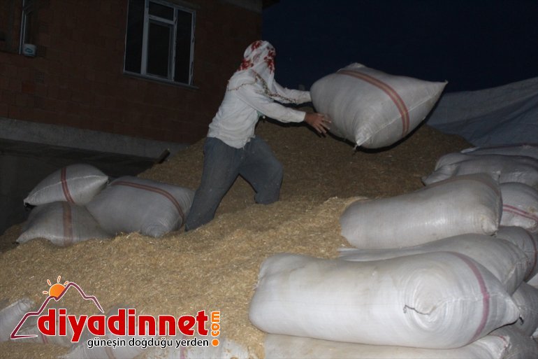 Gece gündüz demeden tarlada çalışarak kışa hazırlanıyorlar - AĞRI 1