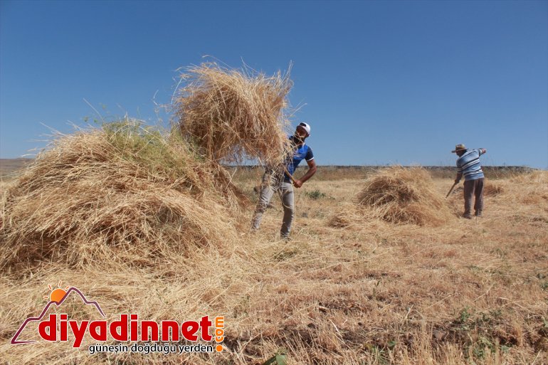 Gece gündüz demeden tarlada çalışarak kışa hazırlanıyorlar - AĞRI 2