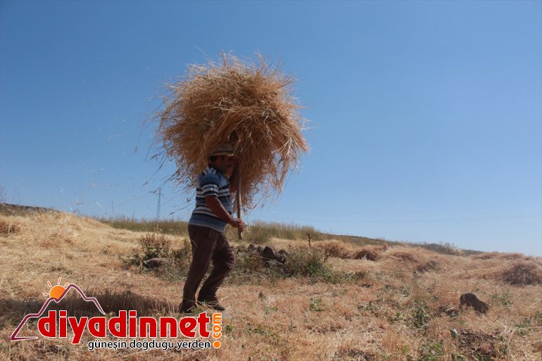 Gece gündüz demeden tarlada çalışarak kışa hazırlanıyorlar - AĞRI 3