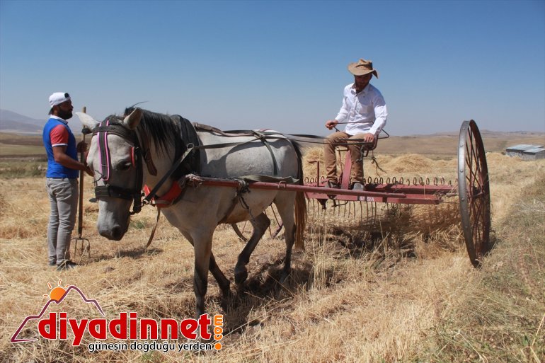 Gece gündüz demeden tarlada çalışarak kışa hazırlanıyorlar - AĞRI 4