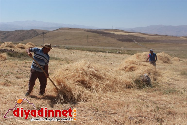 Gece gündüz demeden tarlada çalışarak kışa hazırlanıyorlar