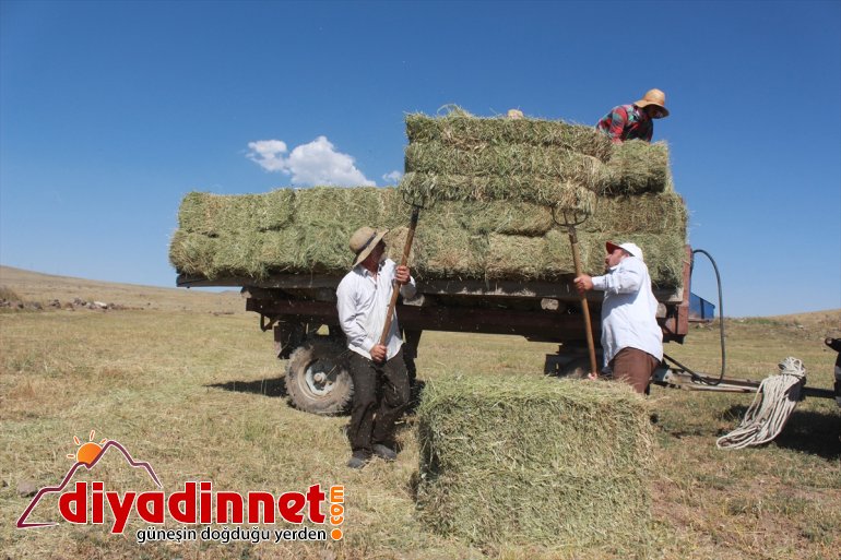 Gece gündüz demeden tarlada çalışarak kışa hazırlanıyorlar - AĞRI 6