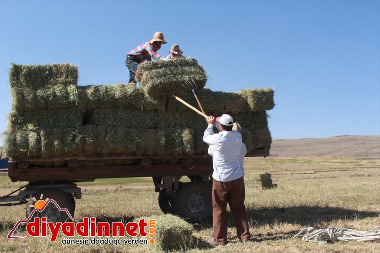 Gece gündüz demeden tarlada çalışarak kışa hazırlanıyorlar - AĞRI 7