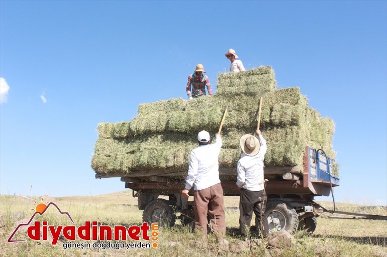 Gece gündüz demeden tarlada çalışarak kışa hazırlanıyorlar - AĞRI 8