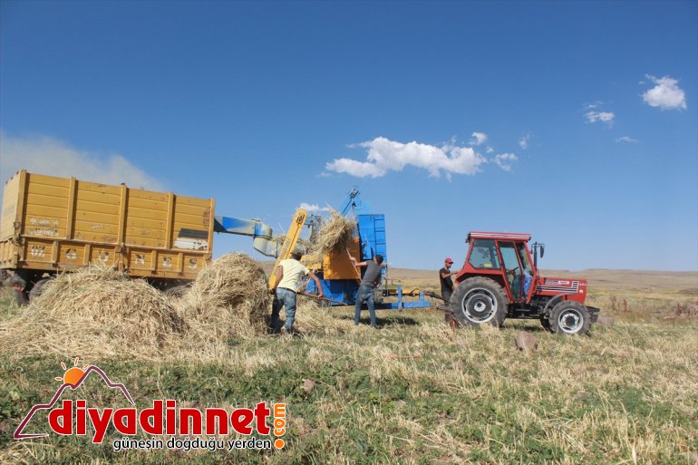 Gece gündüz demeden tarlada çalışarak kışa hazırlanıyorlar - AĞRI 9