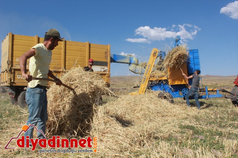 Gece gündüz demeden tarlada çalışarak kışa hazırlanıyorlar - AĞRI 10