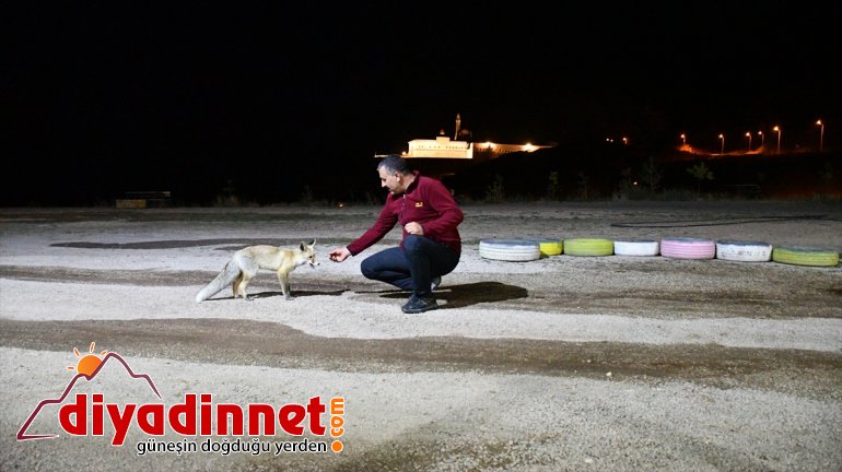 'Kurnaz' tilkiler ilçe sakinleri ve turistlerin maskotu oldu