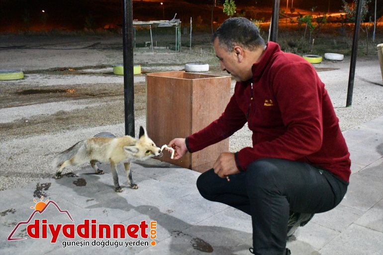 Kurnaz tilkiler ilçe sakinleri ve turistlerin maskotu oldu - AĞRI2