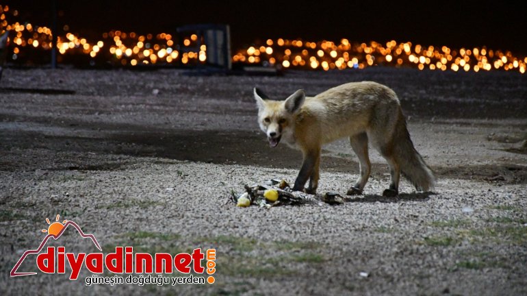 Kurnaz tilkiler ilçe sakinleri ve turistlerin maskotu oldu - AĞRI3