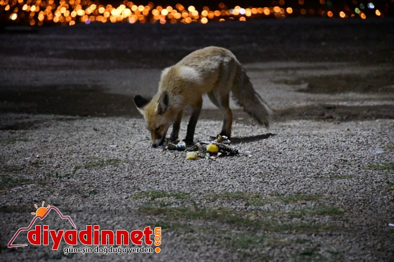 Kurnaz tilkiler ilçe sakinleri ve turistlerin maskotu oldu - AĞRI4
