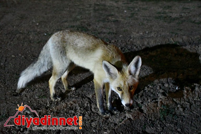 Kurnaz tilkiler ilçe sakinleri ve turistlerin maskotu oldu - AĞRI5