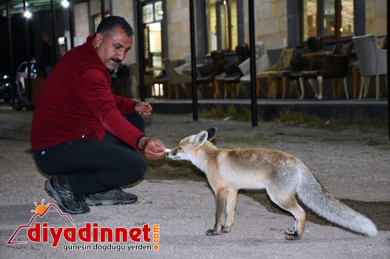 Kurnaz tilkiler ilçe sakinleri ve turistlerin maskotu oldu - AĞRI6
