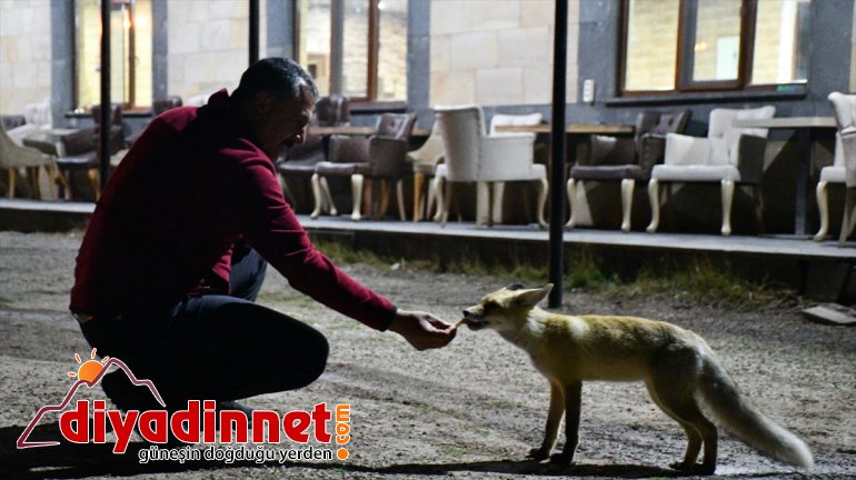 Kurnaz tilkiler ilçe sakinleri ve turistlerin maskotu oldu - AĞRI7