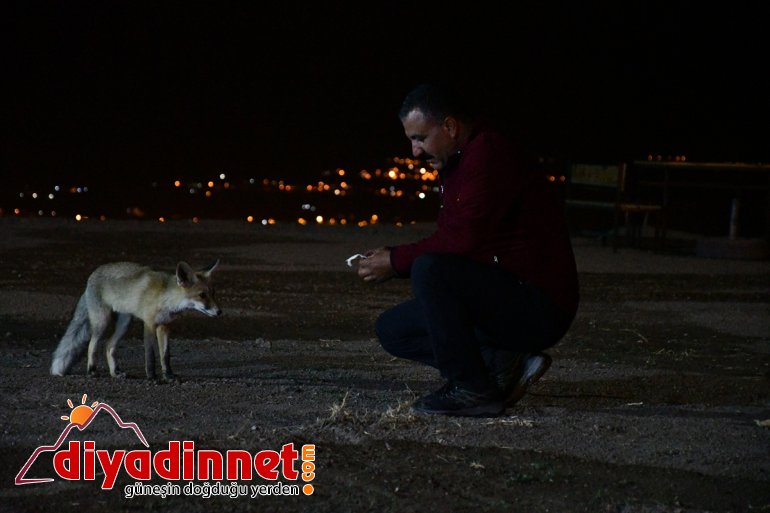 Kurnaz tilkiler ilçe sakinleri ve turistlerin maskotu oldu - AĞRI8