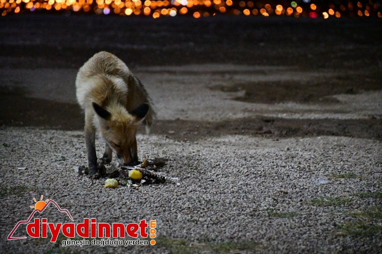 Kurnaz tilkiler ilçe sakinleri ve turistlerin maskotu oldu - AĞRI9