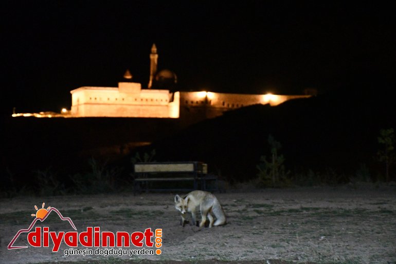 Kurnaz tilkiler ilçe sakinleri ve turistlerin maskotu oldu - AĞRI10
