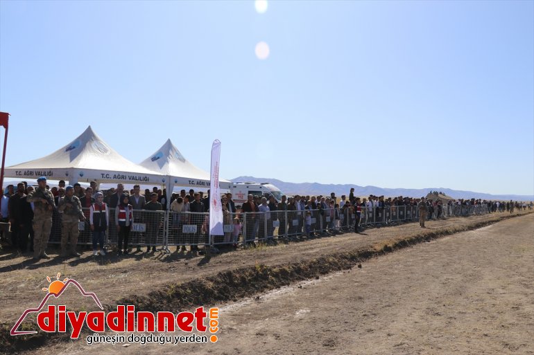 Safkan Arap atlarının katıldığı yarışlar nefes kesti2