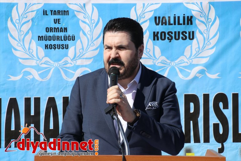 Safkan Arap atlarının katıldığı yarışlar nefes kesti3