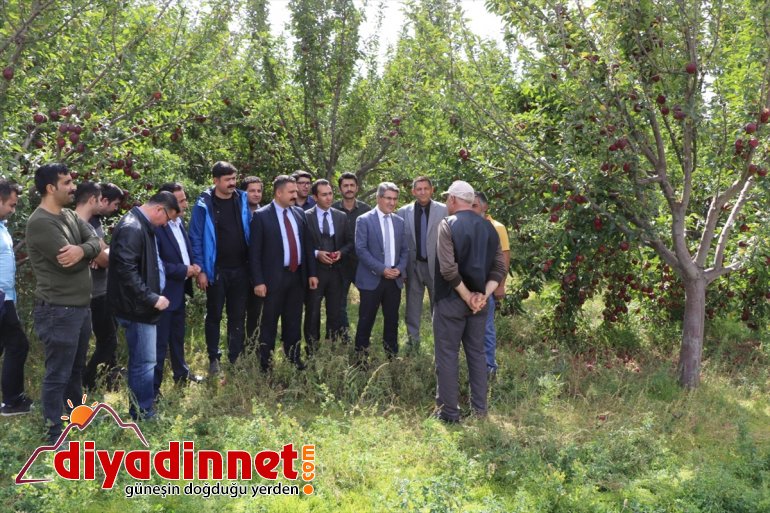 Ağrı Dağı eteklerinde meyve hasadı başladı1