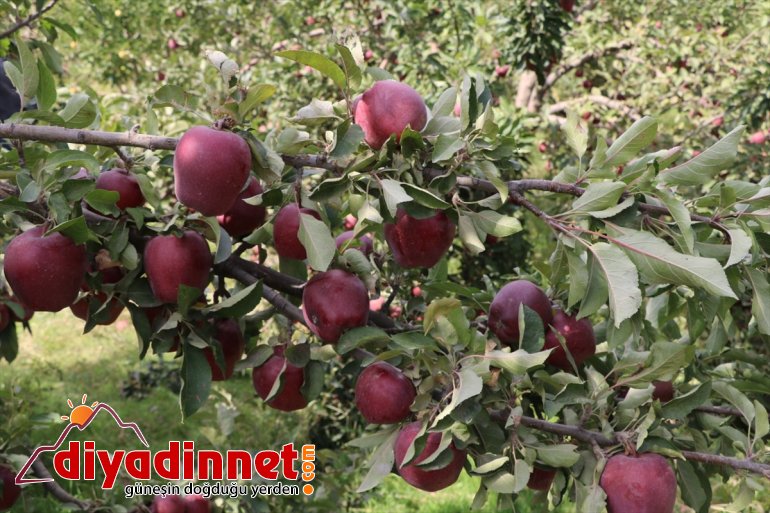 Ağrı Dağı eteklerinde meyve hasadı başladı2