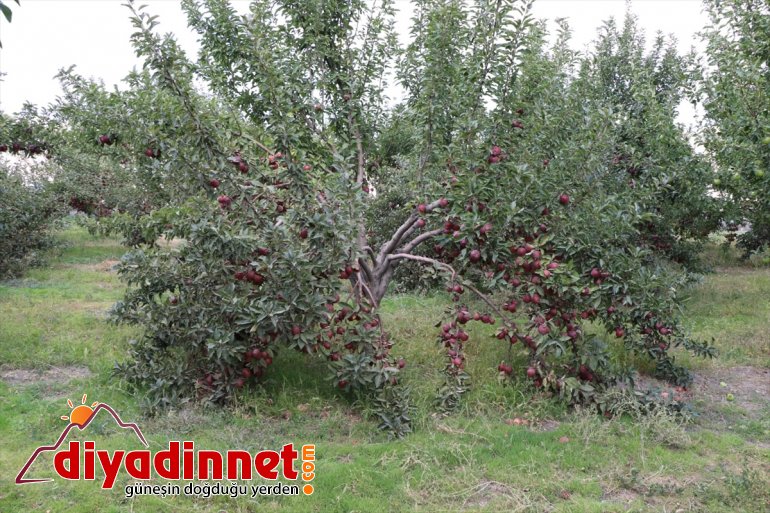 Ağrı Dağı eteklerinde meyve hasadı başladı3