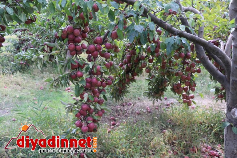 Ağrı Dağı eteklerinde meyve hasadı başladı4