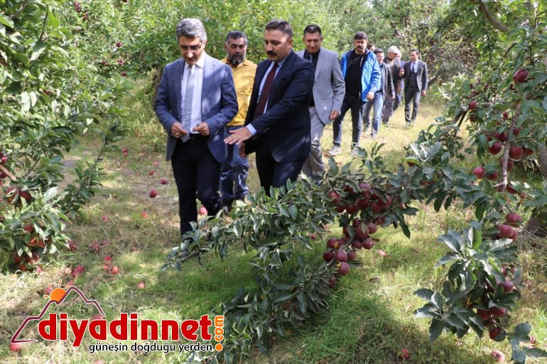 Ağrı Dağı eteklerinde meyve hasadı başladı5