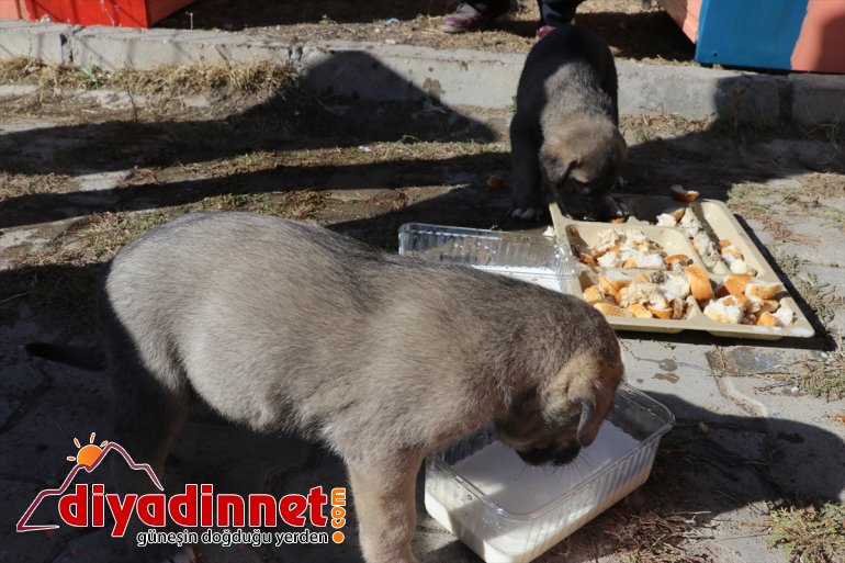Atık malzemeler sokak hayvanlarına yuva oldu4