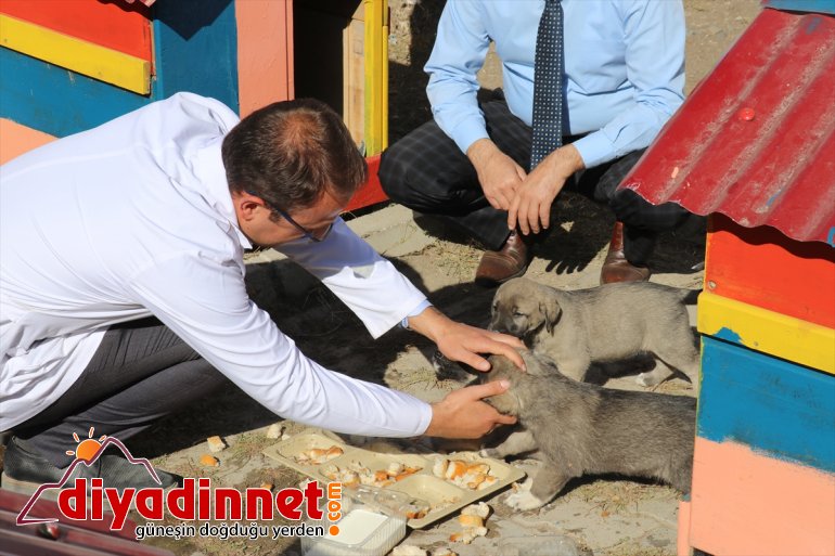 Atık malzemeler sokak hayvanlarına yuva oldu5