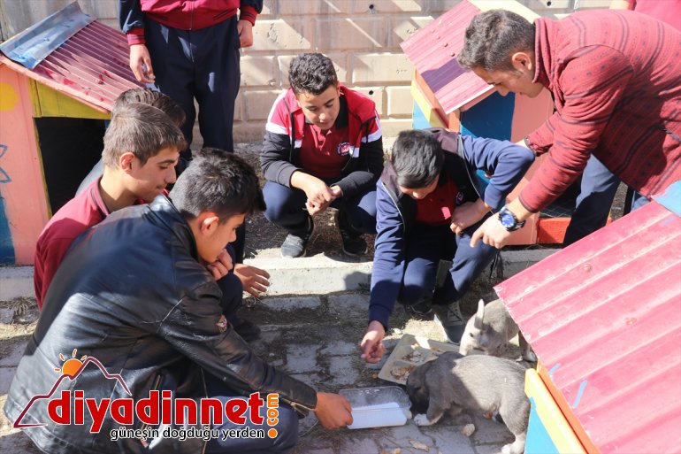 Atık malzemeler sokak hayvanlarına yuva oldu9