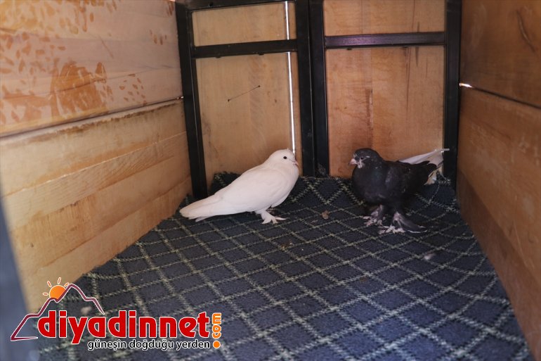 Atık malzemeler sokak hayvanlarına yuva oldu10