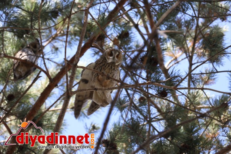 Baykuşlar okulun bahçesini mesken tuttu - AĞRI 3