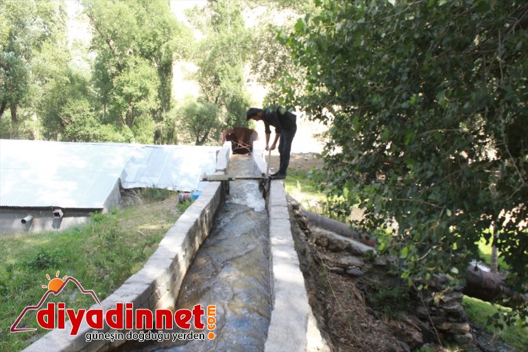 Dede yadigarı değirmeninin çarkını torunu döndürüyor - AĞRI2