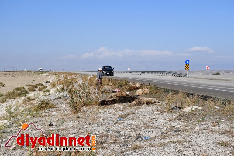 Hafif ticari aracın çarptığı sürüdeki 40 küçükbaş hayvan telef oldu