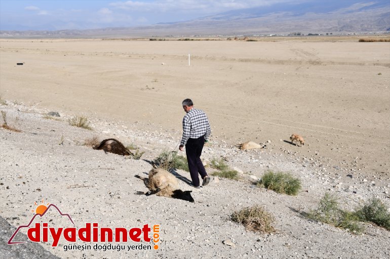 Hafif ticari aracın çarptığı sürüdeki 40 küçükbaş hayvan telef oldu3