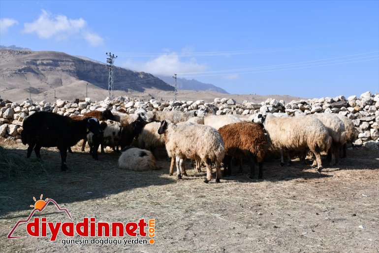 Hafif ticari aracın çarptığı sürüdeki 40 küçükbaş hayvan telef oldu4