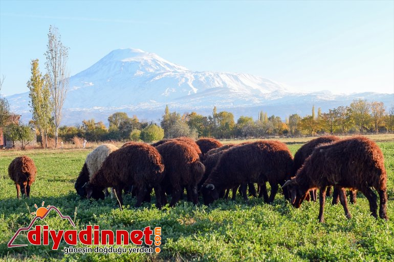 Ağrı Dağı beyaz gelinliğiyle büyülüyor - IĞDIR3