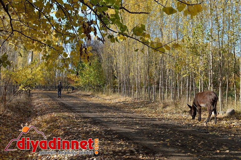 Ağrı Dağı eteklerindeki İrem Bağları nda sonbahar güzelliği16